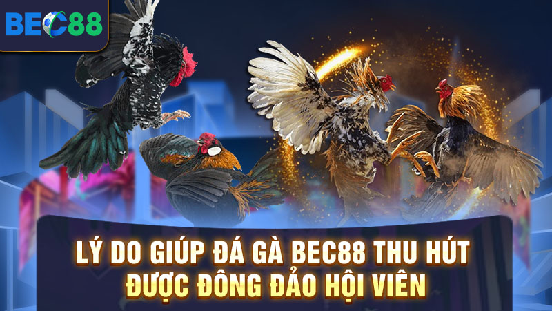 Lý do giúp đá gà BEC88 thu hút được đông đảo hội viên