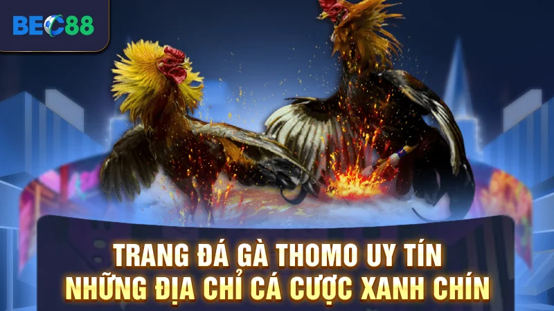 Trang Đá Gà Thomo Uy Tín - Những Địa Chỉ Cá Cược Xanh Chín